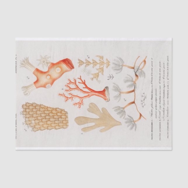 Papier Mousseline corail côtier aquarelle (Recto)