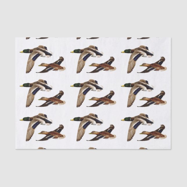 Papier Mousseline Couleur de l'Arrière - plan de la sélection U de M (Recto)