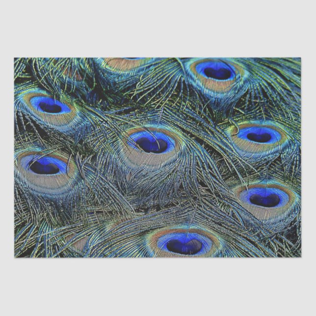 Papier Mousseline Couleurs brillantes Peacock Feathers Blue Gold (Recto)
