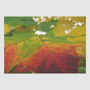 Papier Mousseline Couleurs de la feuille d'érable Automne Photograph
