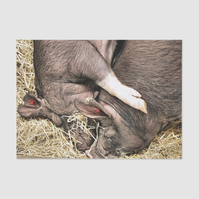 PAPIER MOUSSELINE COUPER LES COCHONS DE SOMMEIL (Recto)