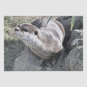 PAPIER MOUSSELINE COUPER OTTER