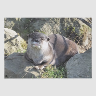 PAPIER MOUSSELINE COUPER OTTER