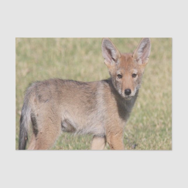 Papier Mousseline Coyote papier tissu (Recto)