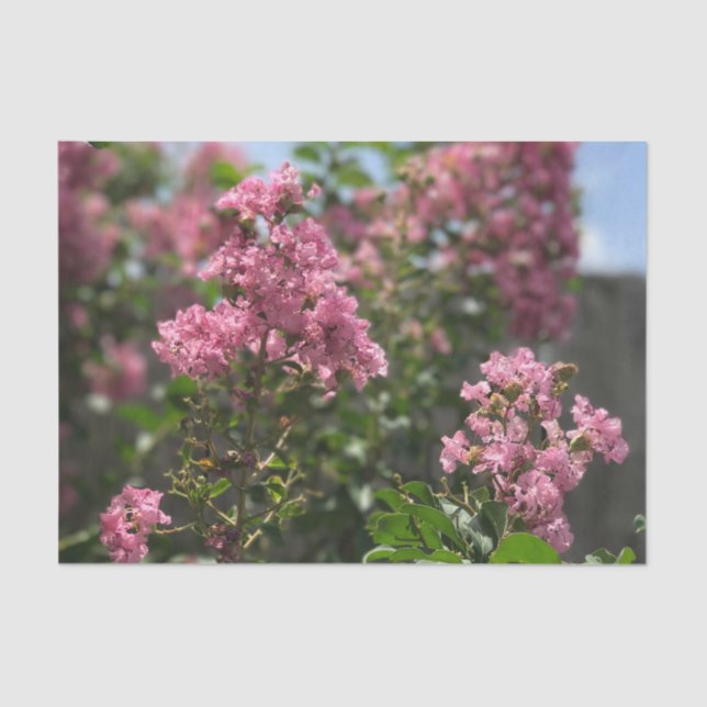 Papier Mousseline Crepe Myrtle blossom tissue paper (Recto)