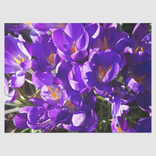 PAPIER MOUSSELINE CROCUS DE PRINTEMPS (Recto)