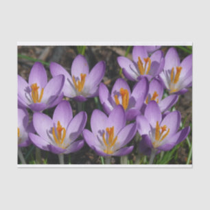 Papier Mousseline Crocus violets ensoleillés