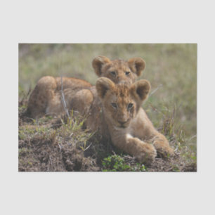 Papier Mousseline Cubs de lions africains sauvages
