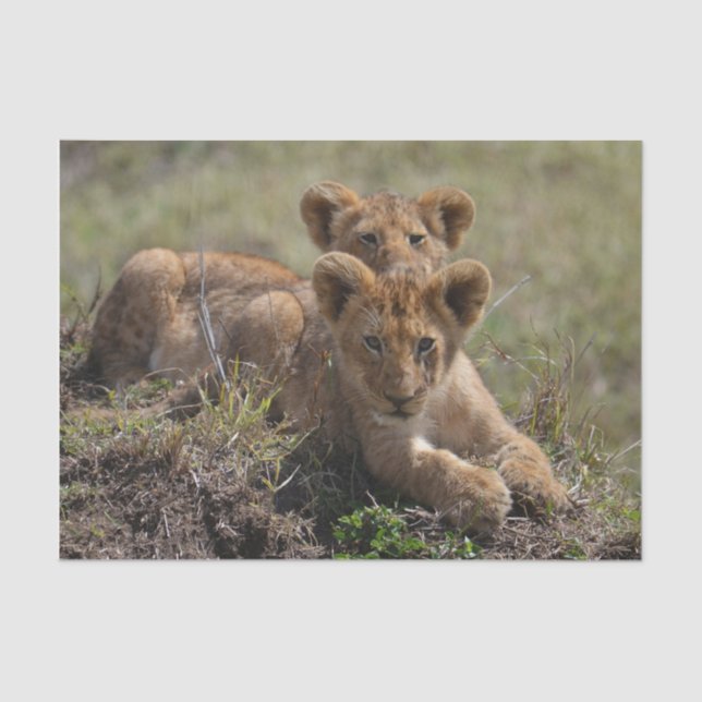 Papier Mousseline Cubs de lions africains sauvages (Recto)