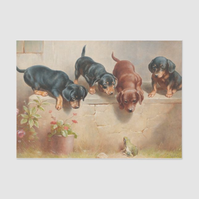 Papier Mousseline Curieux Chiots Dachshund et une grenouille par Rei (Recto)