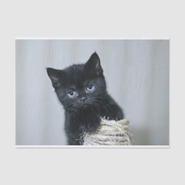Papier Mousseline Cute Black Kitten Twine Photo (Recto)