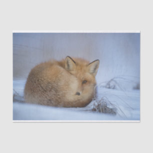 Papier Mousseline Cute Little Fox Curling Up Winter Photo
