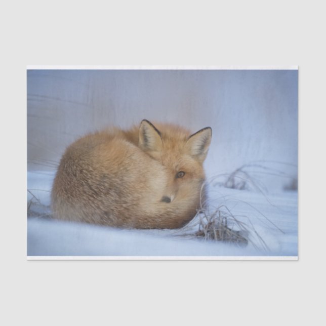 Papier Mousseline Cute Little Fox Curling Up Winter Photo (Recto)