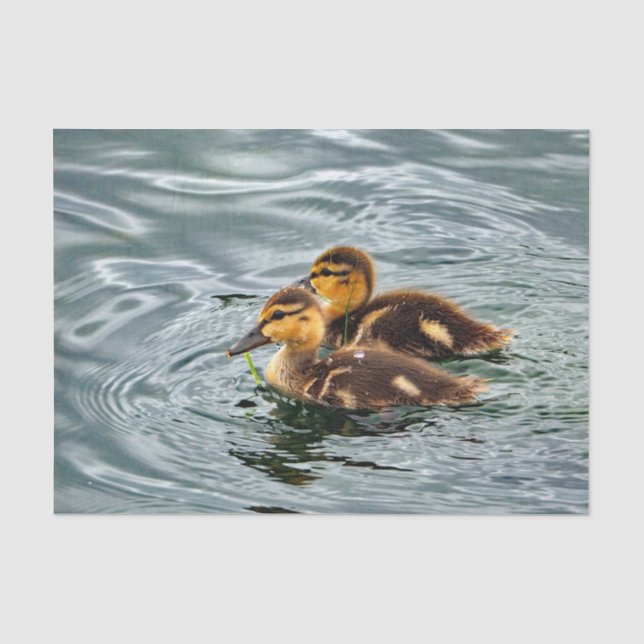 Papier Mousseline Cute Mallard Ducklings Photo (Recto)