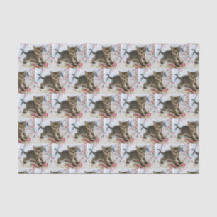 Papier Mousseline Cute Tabby Kitten À L'Air Surpris Motif