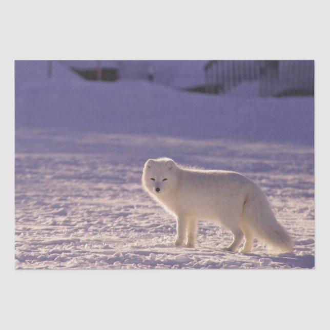 Papier Mousseline Cute White Arctic Fox neige hiver Photographie (Recto)