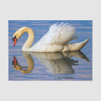 Papier Mousseline Cygne muet, olor de cygnus