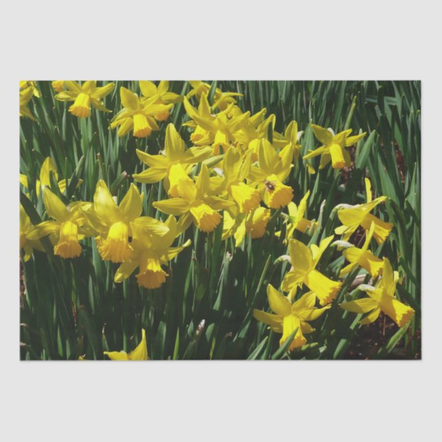 Papier Mousseline Daffodiles Jaunes I Fleurs De Printemps Cheveux (Recto)