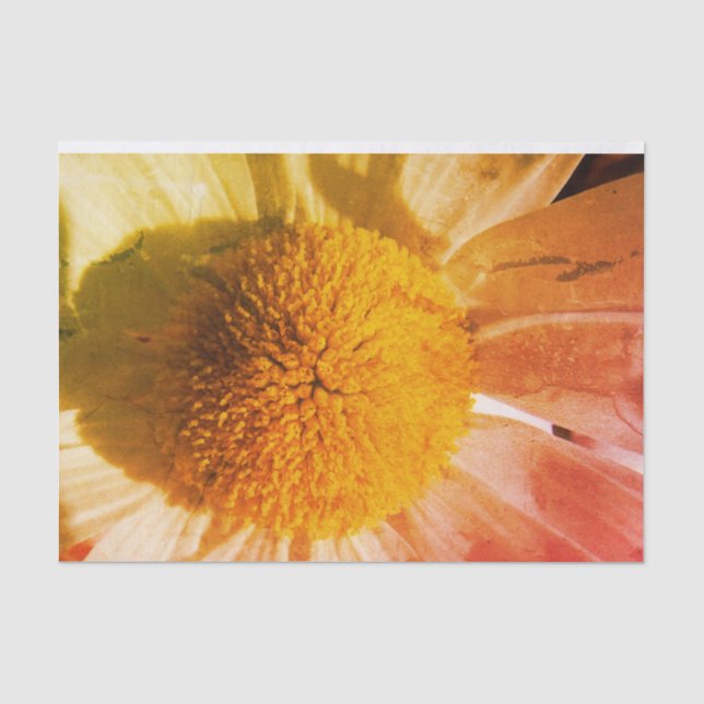 Papier Mousseline Daisy Fermer (Recto)