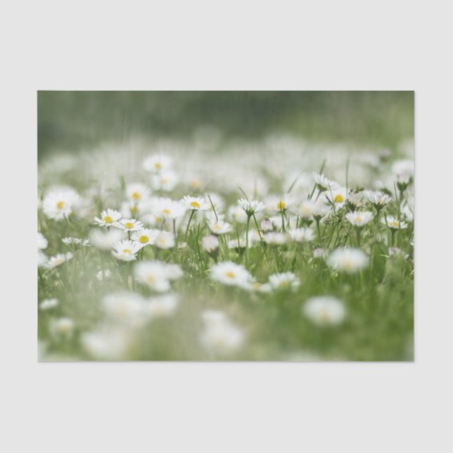 Papier Mousseline Daisy Meadow (Recto)
