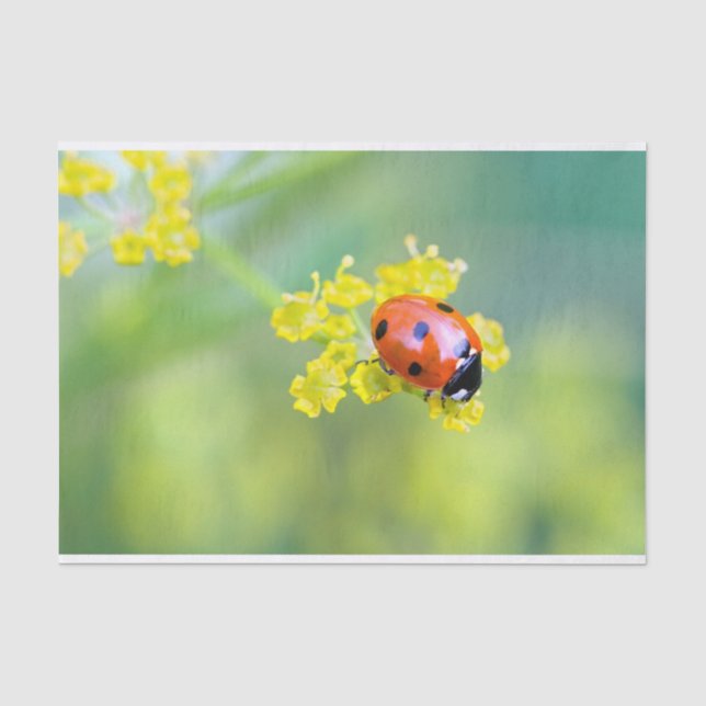 Papier Mousseline dame sur le dessus (Recto)