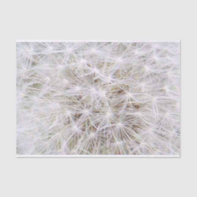 Papier Mousseline Dandelion 9668 (Recto)