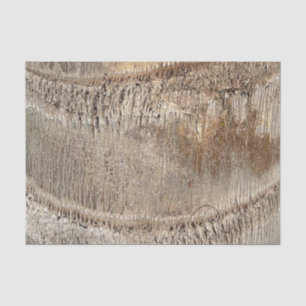 Papier Mousseline Date Palm Tree Trunk Texture Fermer Photo Image
