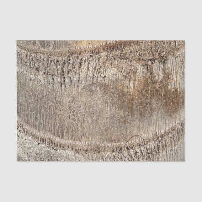 Papier Mousseline Date Palm Tree Trunk Texture Fermer Photo Image (Recto)