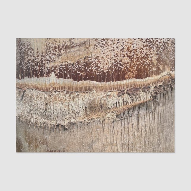 Papier Mousseline Date Palm Tree Trunk Texture Fermer Photo Image (Recto)