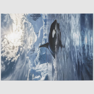 Papier Mousseline Découpage Baleine tueuse Orca Icy Waters