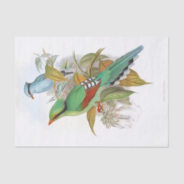 Papier Mousseline Découpage Cissa Venatoria (Recto)