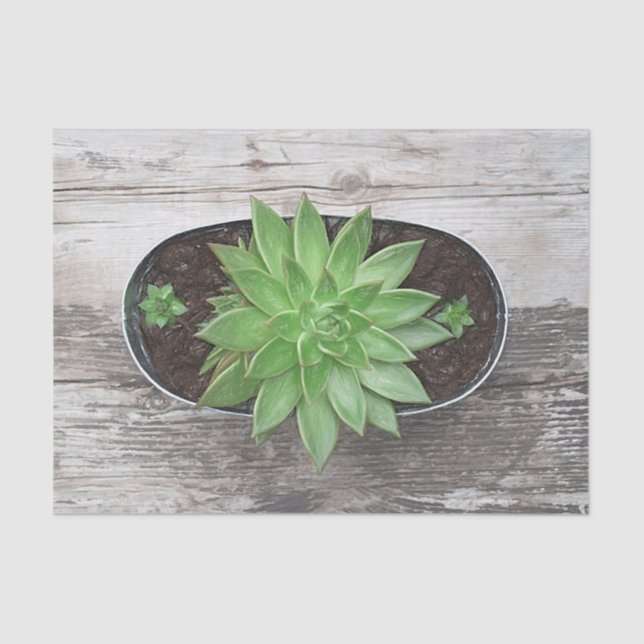Papier Mousseline Découpage d'art vert rustique succulent esquisse (Recto)