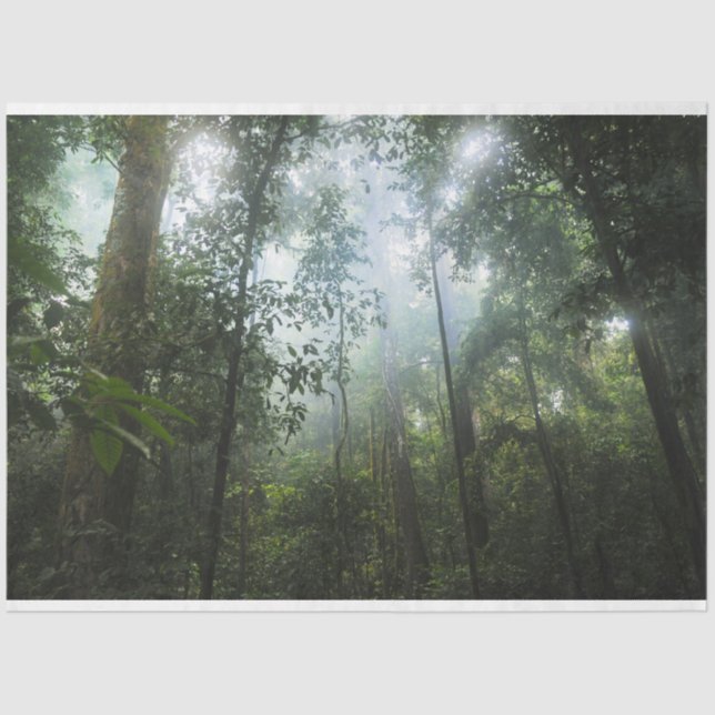 Papier Mousseline Découpage de la forêt humide (Recto)