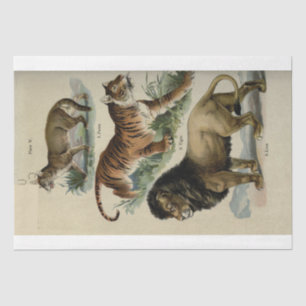 Papier Mousseline Découpage de l'épisode de la tumeur du lion