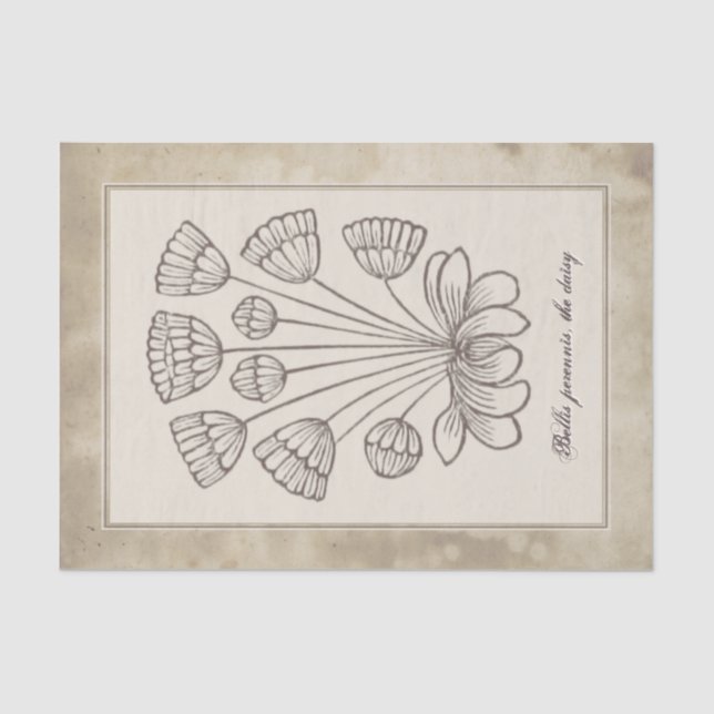 Papier Mousseline Découpage de parchemin de fleur de marguerite vint (Recto)