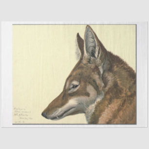 Papier Mousseline Découpage de Wolf Ephemera