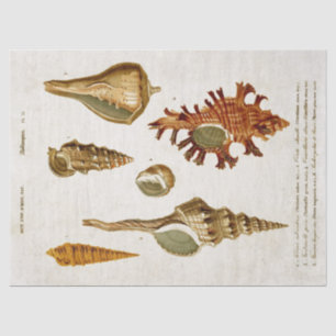 Papier Mousseline Découpage des coquilles de Mollusks vintages