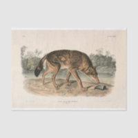 Découpage du loup texan rouge américain (Canis lup