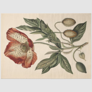 Papier Mousseline Découpage du mobilier d'illustration de pavot vint
