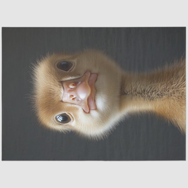 Papier Mousseline Découpage du portrait Gosling migre (Recto)