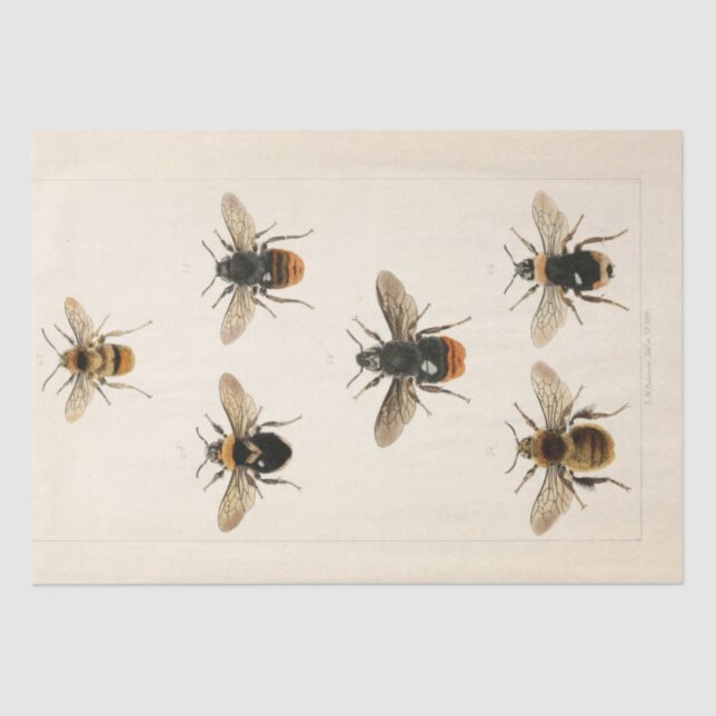 Papier Mousseline Découpage du script Ephemera vintage (Recto)