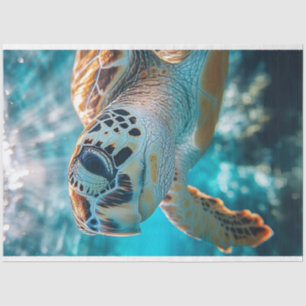 Papier Mousseline Découpage La faune de l'océan a ravivé la tortue m