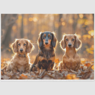 Papier Mousseline Découpage Paramètre d'automne Dachshunds Feuilles