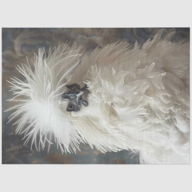 Papier Mousseline Découpage Silkie Showgirl Poulet blanc (Recto)
