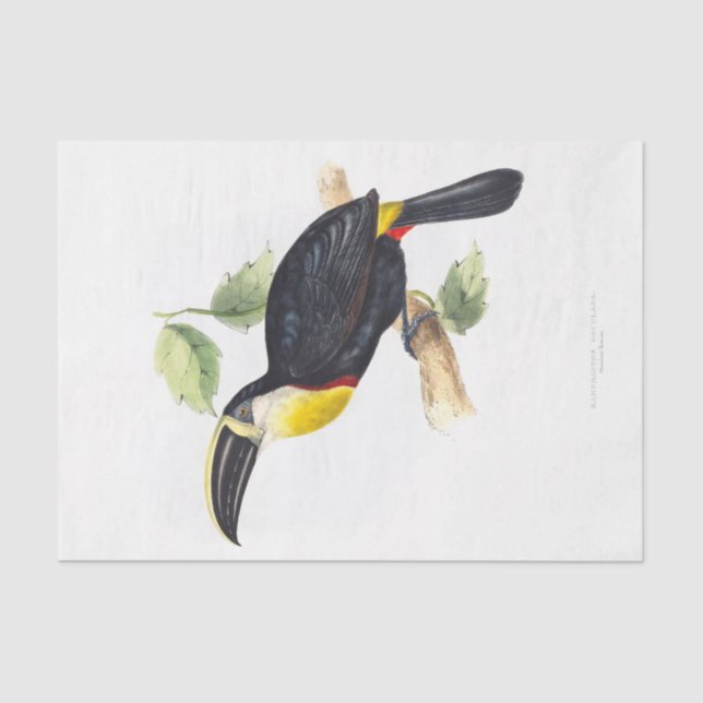 Papier Mousseline Découpage Toucan (Recto)
