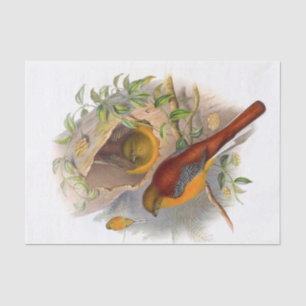 Papier Mousseline Découpage Trogon de montagne
