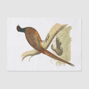 Papier Mousseline Dessin coloré d'oiseau de gibier Faisan vintage su