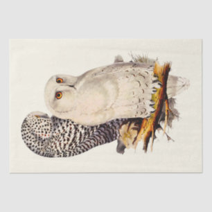 Papier Mousseline Dessin de Chouette neige vintage