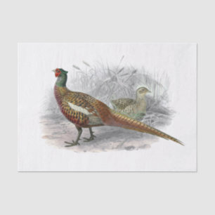 Papier Mousseline Dessin de faisan vintage couleur #3