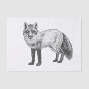 Papier Mousseline Dessin Fox